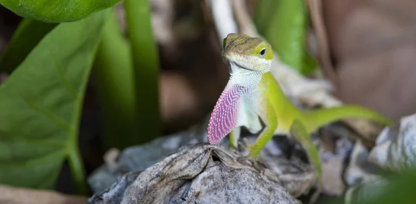 Gecko Con Cuello Rojo Para Aparearse Carolina Del Norte —  Fotos de Stock