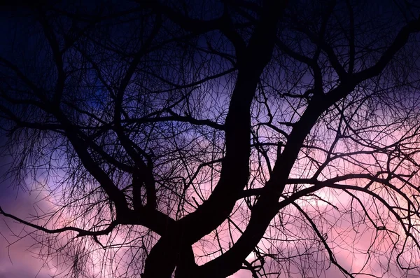 Céu bonito e árvores — Fotografia de Stock