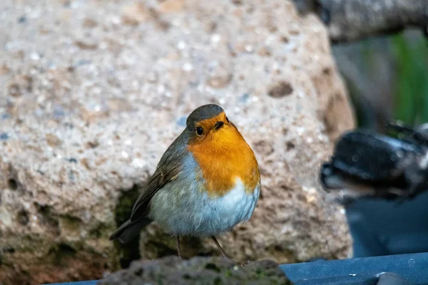 Robin bird perched on a log — Stock Photo, Image