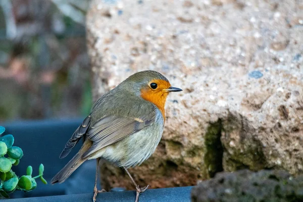 Robin bird perched on a log — Stock Photo, Image