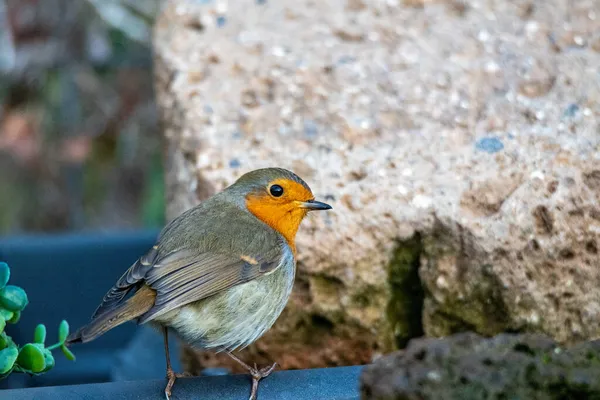 Robin bird perched on a log — Stock Photo, Image