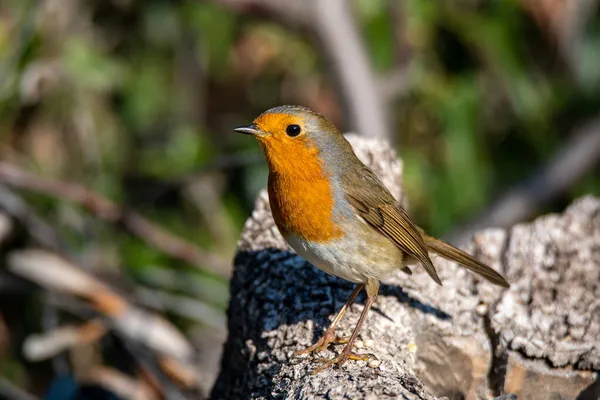 Robin Reposant Sur Une Branche Recherche Nourriture — Photo