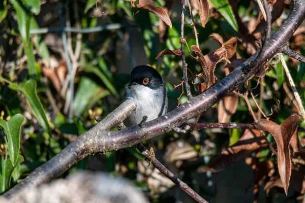 Captador Ojos Colocado Una Rama Busca Alimentos — Foto de Stock