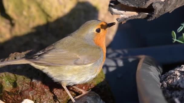 Posed robin looking for food and water — Stock Video