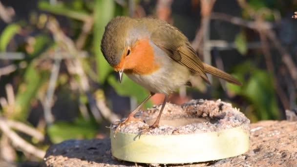 ロビンは餌箱の上で休んでいます — ストック動画