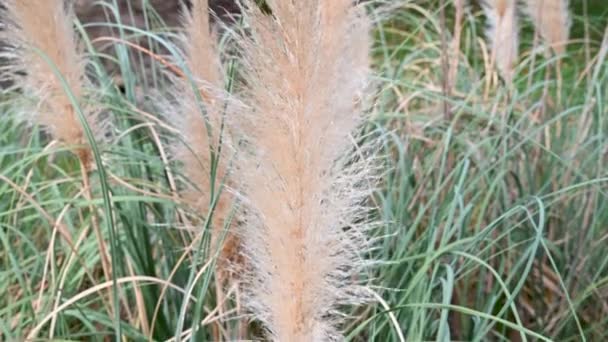 Pampas plant with feathers in the wind — стоковое видео