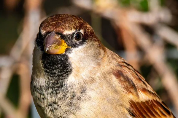 Portrait Sparrow Posed Sun — Stock Photo, Image