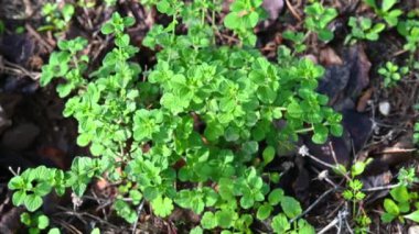 Gıda kullanımı için nane tohumu