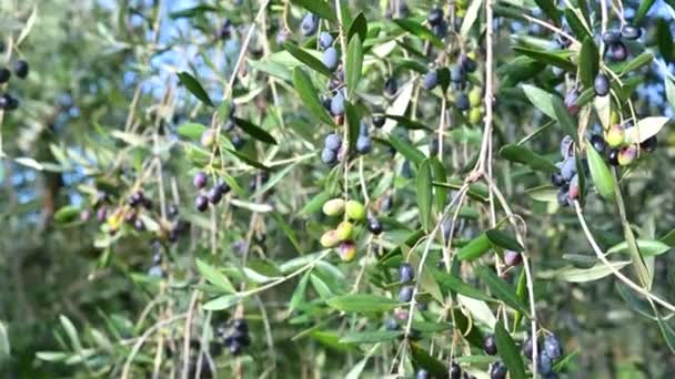 Ein Bund Oliven bereit für die Ernte — Stockvideo