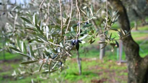 Garść oliwek w zwolnionym tempie — Wideo stockowe