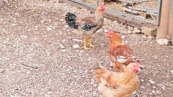 鶏は食べ物を求めて走り回る鶏小屋の中で — ストック動画