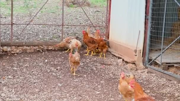 鶏は食べ物を求めて走り回る鶏小屋の中で — ストック動画