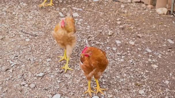 Κοτόπουλα στο κοτέτσι που τρέχουν τριγύρω σε αναζήτηση τροφής — Αρχείο Βίντεο