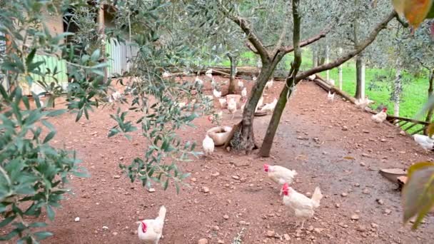 Gallinas en el gallinero que deambulan en busca de comida — Vídeo de stock