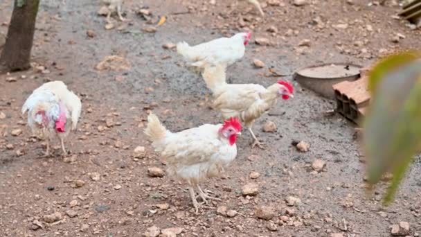 鶏たちは食べ物を求めて歩き回っています — ストック動画