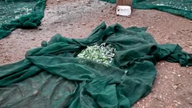 Zeytinler kumaşların içine düştü