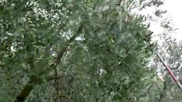 Hydraulic hands while dropping olive — Stock Video