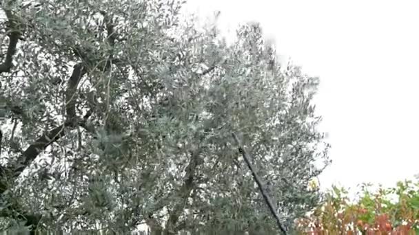 Hydraulic hands while dropping olive — Stock Video