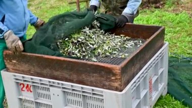 Yapraklardan zeytinleri ayır