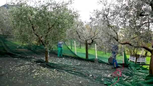 Trabajadores durante la cosecha de aceitunas — Vídeos de Stock