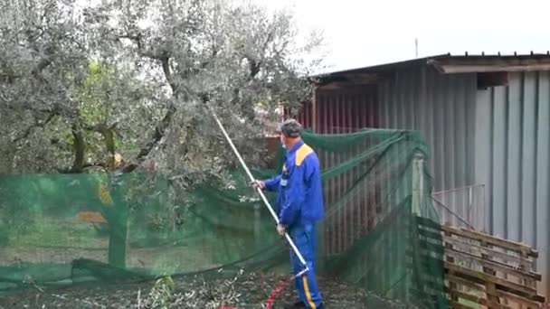 Travailleurs pendant la récolte des olives — Video