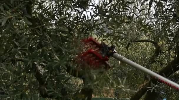 Hydraulic hands picking olives in slow motion — Stock Video