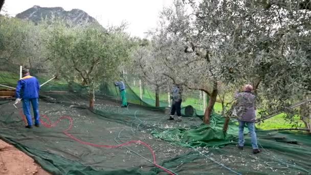 Workers during the olive harvest — Stock Video