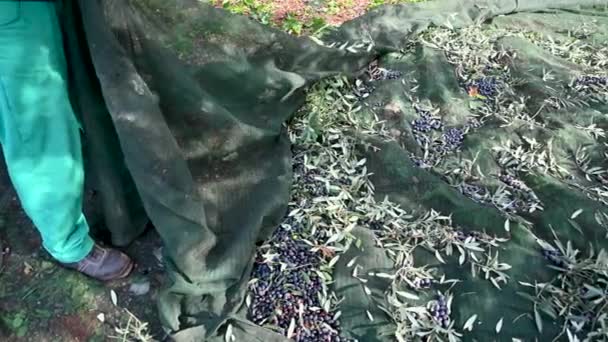 Olives fallen into the cloths — Stock Video