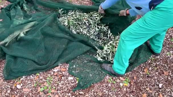 Trabajadores que organizan las sábanas para agrupar la aceituna — Vídeos de Stock