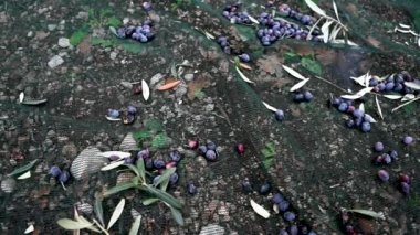 Zeytinler kumaşın üzerine yavaş çekimde düşüyor.