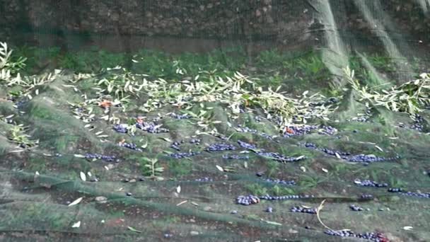 橄榄落在被单上 — 图库视频影像