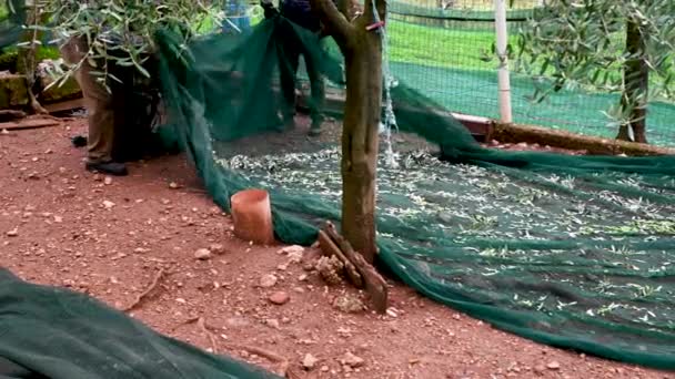 올리브 나무를 그룹으로 묶는 일꾼들 — 비디오