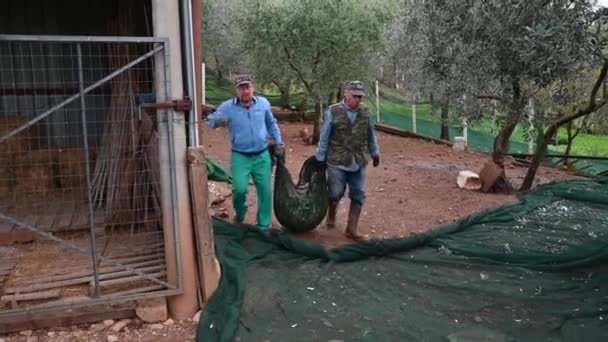 Workers while harvesting olives for oil production — Stock Video