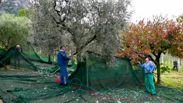 Trabajadores mientras cosechan aceitunas para la producción de aceite — Vídeos de Stock