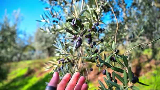 Hand of man plucking olive — Stock Video