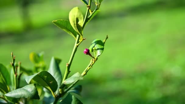 Planta de limón con una flor a punto de florecer — Vídeos de Stock