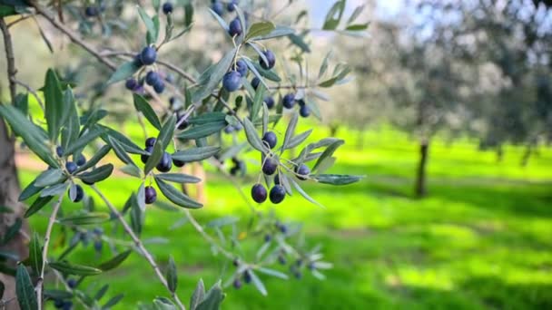 Twig with olive bunch ready to be picked — Stock Video