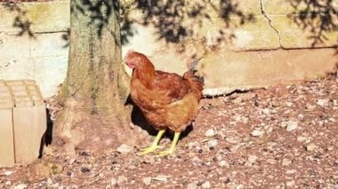 Tavuk kümesinde bedava tavuk