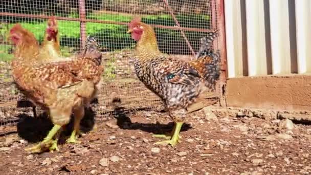 鶏小屋の周りの自由鶏は — ストック動画