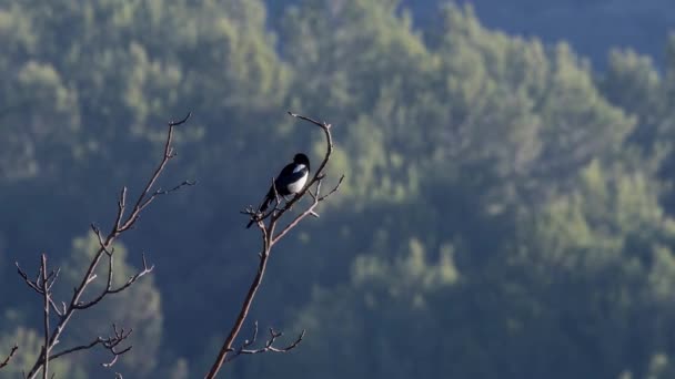 Magpie on the plant looking for food — Stock Video