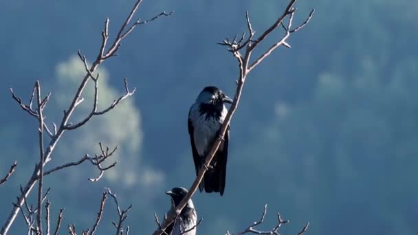 Crows sitting on a dry branch of a plant — Stock Video