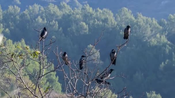 Вороны, сидящие на сухой ветви растения — стоковое видео