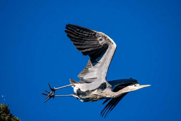 Gray Heron Flight Clear Skies Winter — Stock Photo, Image