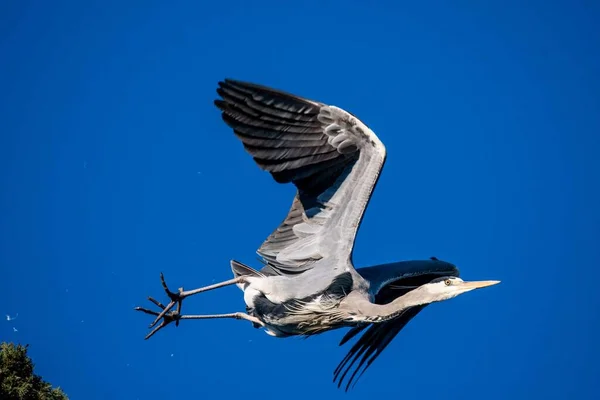 Grijze Reiger Vlucht Met Heldere Lucht Winter — Stockfoto