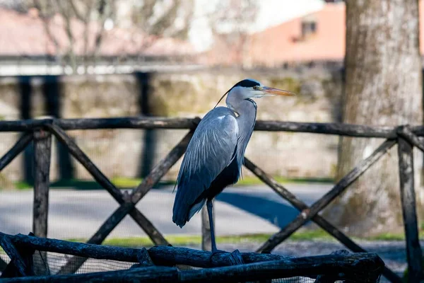 Czapla Szara Leżąca Drzewie Suchymi Gałęziami — Zdjęcie stockowe