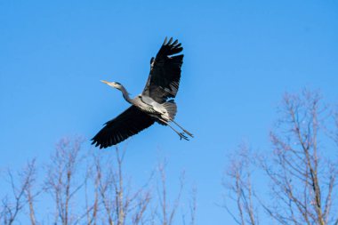 Kuru dalları olan bir ağaçta yatan gri balıkçıl.