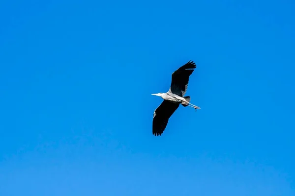 Gray Heron Laying Tree Dry Branches — Stock Photo, Image