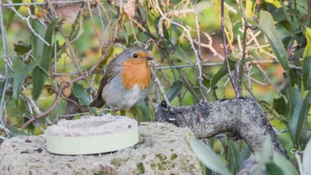 Robin eating fatty food in the manger — Stock Video