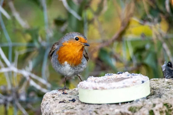 Robin Sitting Brick Eating Morning — Stock Photo, Image