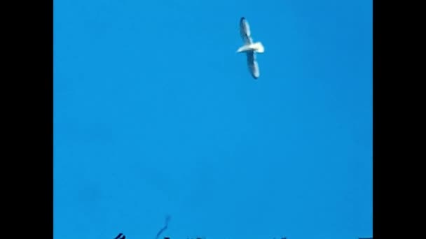 Tunisi Tunisia Secart 1967 Burung Camar Terbang Langit Dalam Tahun — Stok Video